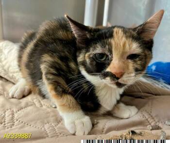 STEVANI -  Domestic Short Hair Cat for Adoption in West Palm Beach, Florida - STEVANI | PetCurious