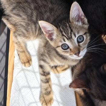 Tara -  Domestic Short Hair Cat for Adoption in Long Beach, California - Tara | PetCurious