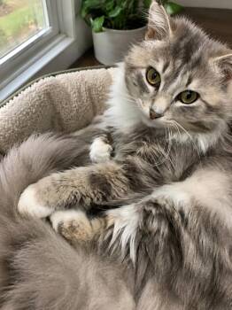 STORMY -  Domestic Long Hair Cat for Adoption in High Level, Alberta - STORMY | PetCurious