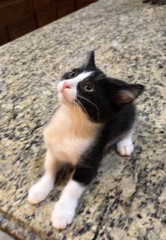 Chester -  Tuxedo Cat for Adoption in Macomb, Michigan - Chester | PetCurious