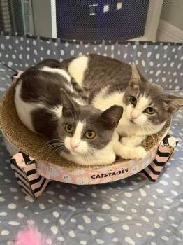 Sabine -  Domestic Short Hair Cat for Adoption in St. Cloud, Florida - Sabine | PetCurious