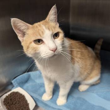 Britney -  Domestic Short Hair Cat for Adoption in Springfield, Illinois - Britney | PetCurious