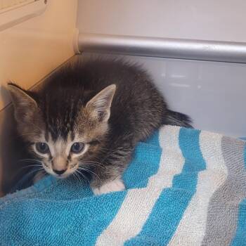 Han Solo -  Domestic Short Hair Cat for Adoption in Pauls Valley, Oklahoma - Han Solo | PetCurious