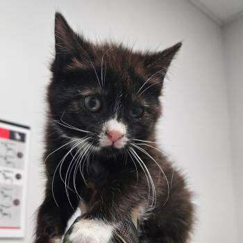 Olive -  Domestic Short Hair Cat for Adoption in Oneonta, New York - Olive | PetCurious