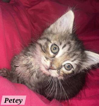 Rescue Maine Coon and Domestic Long Hair Cats for Adoption in New Braunfels, Texas - Petey | PetCurious