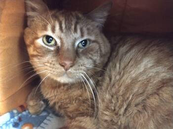 Domestic Short Hair Cats Available for Adoption - Moonie | PetCurious