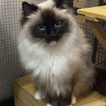 Ragdoll Cats Available for Adoption in Lee