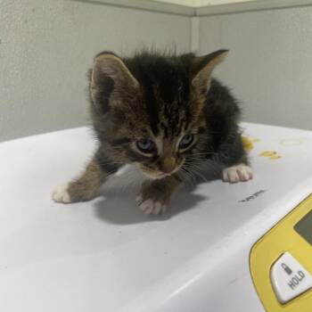 Domestic Short Hair Cats Available for Adoption - Mage | PetCurious