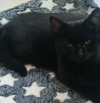 Domestic Short Hair Cats Available for Adoption - Raphael | PetCurious