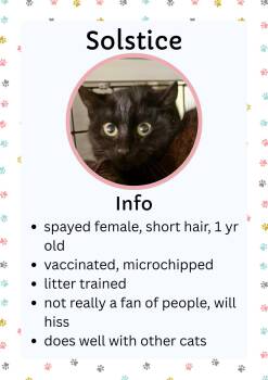 Domestic Short Hair Cats Available for Adoption - Solstice | PetCurious