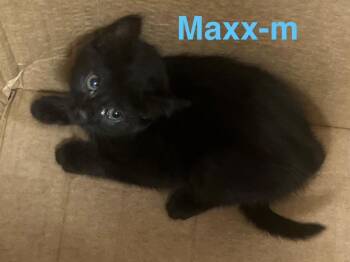 Domestic Short Hair Cats Available for Adoption in Brookhaven, Mississippi - Maxx 26 | PetCurious
