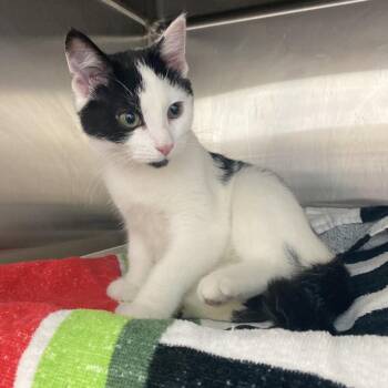 Domestic Short Hair Cats Available for Adoption in Philadelphia, Pennsylvania - Cruella | PetCurious