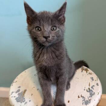 Sebastian -  Domestic Medium Hair Cat for Adoption in La Grange, Kentucky - Sebastian | PetCurious