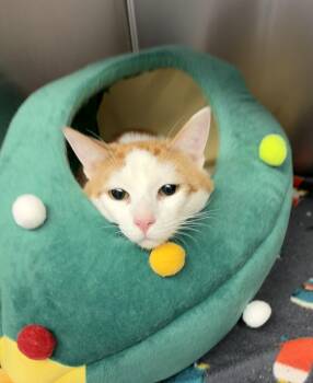 American Shorthair Cats Available for Adoption in Scituate, Massachusetts - Halo | PetCurious