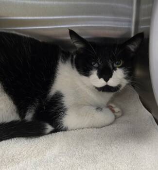 Rescue Domestic Short Hair Cats for Adoption in Pontiac, Michigan - Fred | PetCurious