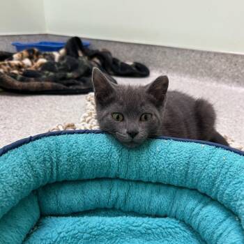 Bowie -  Domestic Short Hair Cat for Adoption in Kent, Washington - Bowie | PetCurious