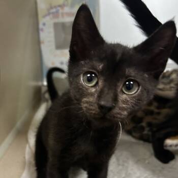 Rescue Domestic Short Hair Cats for Adoption in Oakland, California - Amy Rose | PetCurious