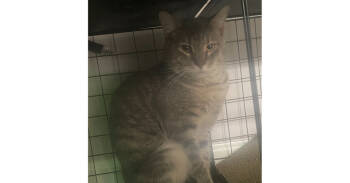 Rescue Domestic Short Hair Cats for Adoption in Virginia Beach, Virginia - Bob 2024 | PetCurious