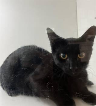 A1278156 -  Domestic Short Hair Cat for Adoption in Winter Haven, Florida - A1278156 | PetCurious