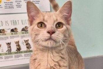 Domestic Short Hair Cats Available for Adoption - Butterbean | PetCurious