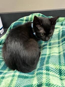Kitt -  Domestic Short Hair Cat for Adoption in Sidney, Ohio - Kitt | PetCurious