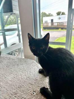 Apple -  Domestic Short Hair Cat for Adoption in Paducah, Kentucky - Apple | PetCurious