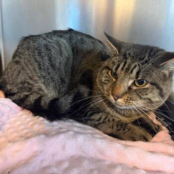 Rescue American Shorthair Cats for Adoption in Bethel, Connecticut - Honky Tonk | PetCurious