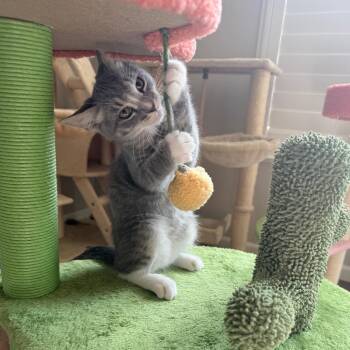 Maverick -  Domestic Short Hair Cat for Adoption in Belleville, Illinois - Maverick | PetCurious