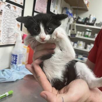 Currrie -  Domestic Short Hair Cat for Adoption in Birmingham, Alabama - Currrie | PetCurious