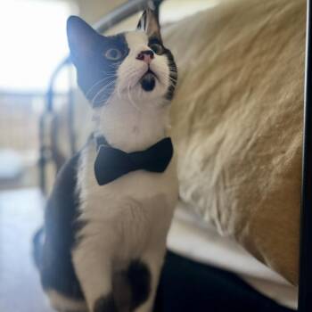 Domestic Short Hair Cats Available for Adoption - Senior De La Noche (Bonded To Dale) | PetCurious