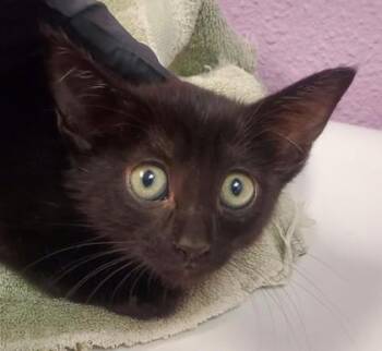 toast -  Domestic Short Hair Cat for Adoption in El Paso, Texas - Toast | PetCurious
