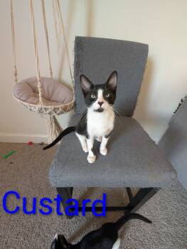 Rescue Domestic Short Hair Cats for Adoption in Groveland, Massachusetts - Custard | PetCurious