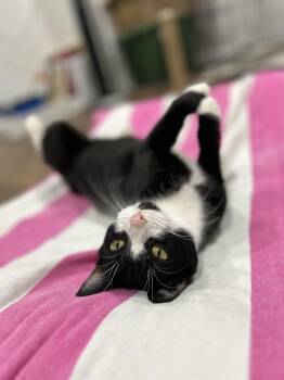 Rescue Domestic Short Hair Cats for Adoption in Westfield, Massachusetts - Lark | PetCurious