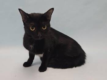Mamacita -  Domestic Short Hair Cat for Adoption in Minneapolis, Minnesota - Mamacita | PetCurious