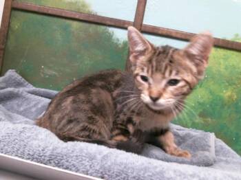 KITKAT -  Domestic Short Hair Cat for Adoption in Houston, Texas - KITKAT | PetCurious