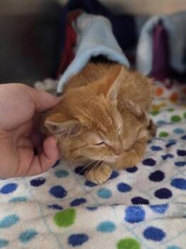 Spruce -  Domestic Short Hair Cat for Adoption in Westland, Michigan - Spruce | PetCurious