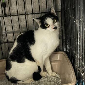 Rescue Domestic Short Hair Cats for Adoption in Stephenville, Texas - Missile | PetCurious