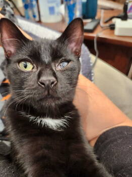 Rescue Domestic Short Hair Cats for Adoption in Hartwell, Georgia - 7394 Gremlin | PetCurious