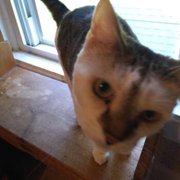 Tipsy -  Domestic Short Hair Cat for Adoption in Rochester, Minnesota - Tipsy | PetCurious