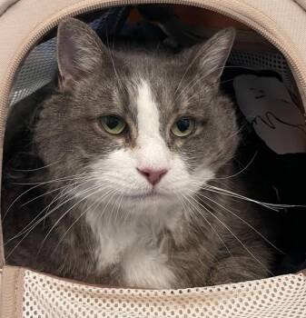 Strudel -  Domestic Medium Hair Cat for Adoption - Strudel | PetCurious