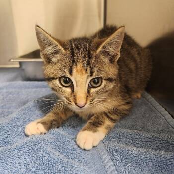 Rescue Domestic Short Hair Cats for Adoption in Asheville, North Carolina - Capris | PetCurious