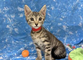 POLLY POCKET -  Domestic Short Hair Cat for Adoption in Fort Lauderdale, Florida - POLLY POCKET | PetCurious