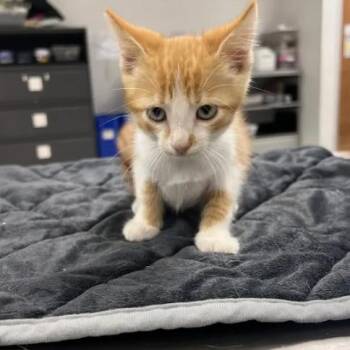 Rembrandt-C -  Domestic Short Hair Cat for Adoption in East St. Louis, Illinois - Rembrandt-C | PetCurious