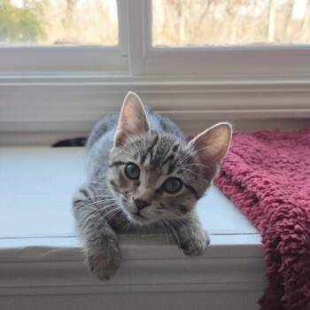 Domestic Short Hair Cats Available for Adoption - Crostini | PetCurious