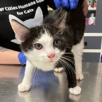 Rescue Domestic Short Hair Cats for Adoption in Monroe, Louisiana - Sassafras | PetCurious