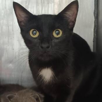 Madison -  Domestic Short Hair Cat for Adoption in Valley, Alabama - Madison | PetCurious