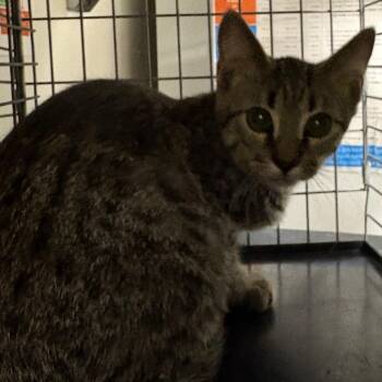 Domestic Short Hair Cats Available for Adoption - Sandy | PetCurious