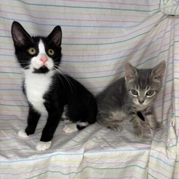 Knox & Socks -  Domestic Short Hair Cat for Adoption in Mount Vernon, Illinois - Knox & Socks | PetCurious