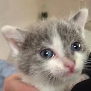 Willie -  Domestic Short Hair Cat for Adoption in Zanesville, Ohio - Willie | PetCurious