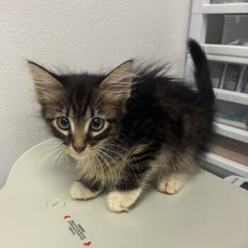 Rue -  Domestic Short Hair Cat for Adoption in Edinburg, Texas - Rue | PetCurious